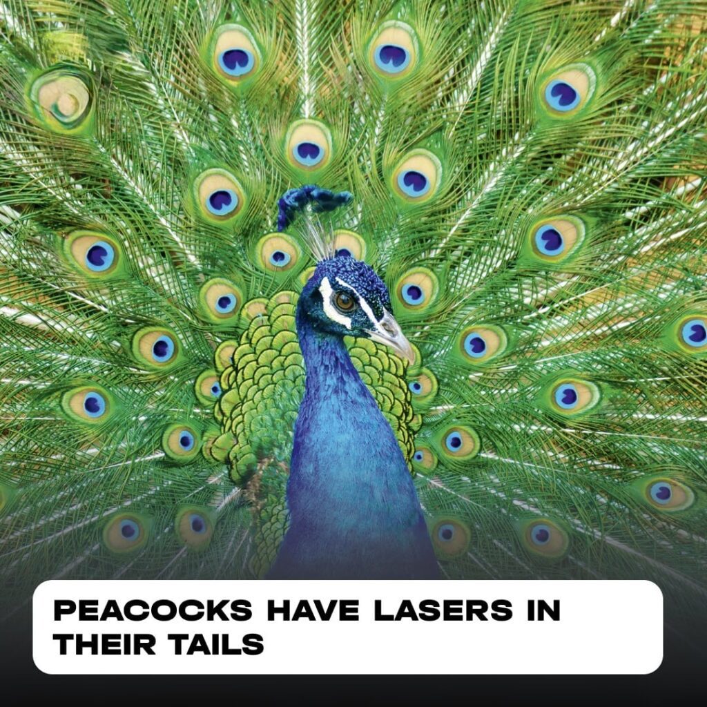 Peacock Feathers as Natural Lasers: Discovery, Mechanism, and Future Applications 2 PEACOCKS HAVE LASERS IN THEIR TAILS