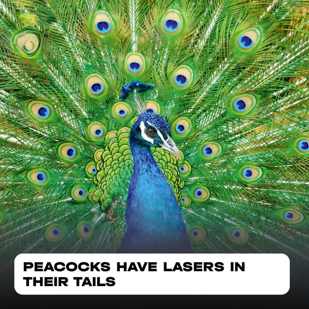 Peacock Feathers as Natural Lasers: Discovery, Mechanism, and Future Applications 2 PEACOCKS HAVE LASERS IN THEIR TAILS